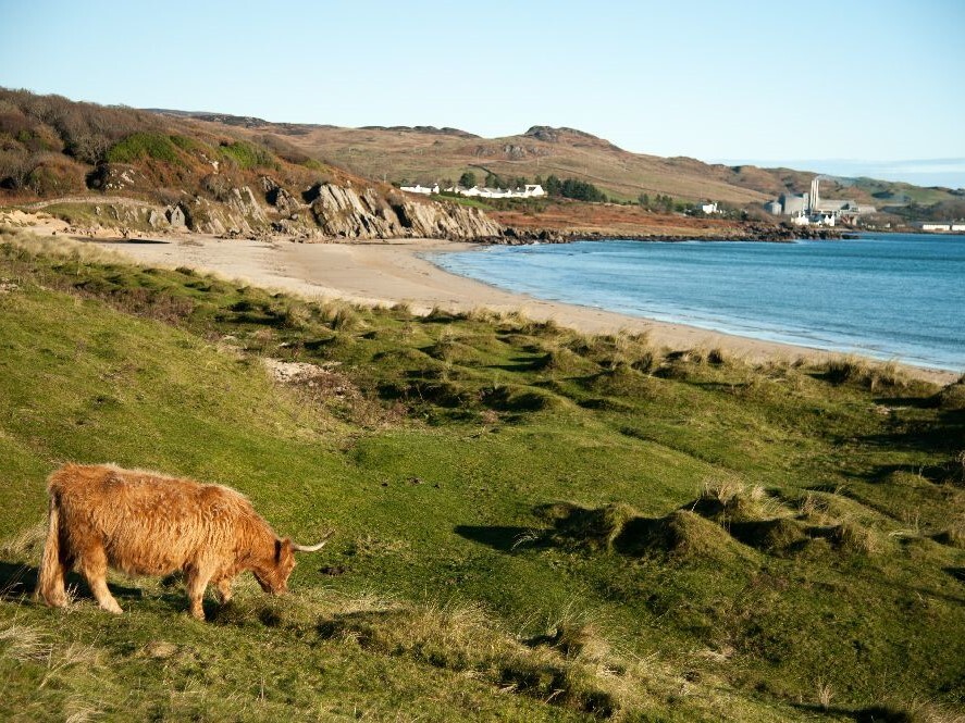 Highland Cattle～From the United Kingdom