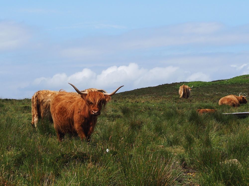 Highland Cattle～From the United Kingdom