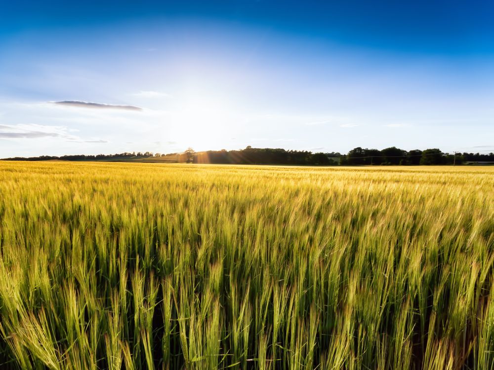 Barley～From the United Kingdom