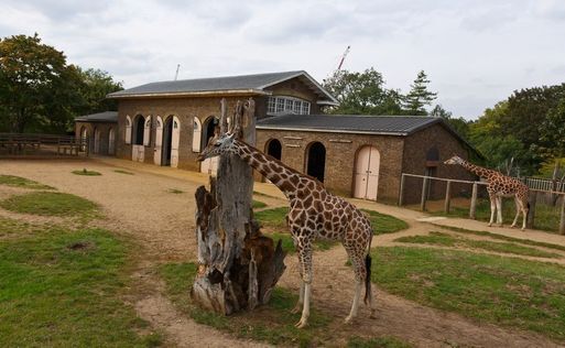 London Zoo~From the United Kingdom