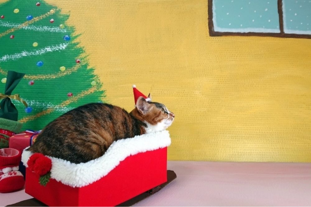 サンタクロースは英語で何て言う?意外と知らないクリスマスに関する英語表現